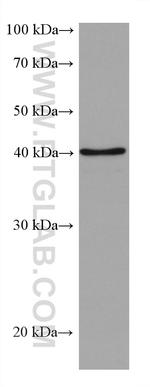 ALKBH5 Antibody in Western Blot (WB)