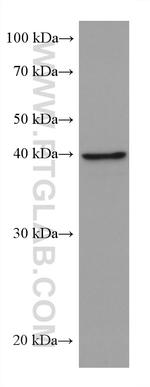 ALKBH5 Antibody in Western Blot (WB)