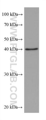 ALKBH5 Antibody in Western Blot (WB)