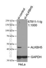 ALKBH5 Antibody in Western Blot (WB)