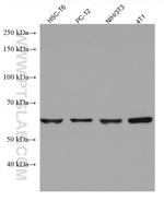 E2F4 Antibody in Western Blot (WB)