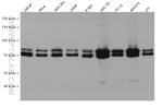 FXR1 Antibody in Western Blot (WB)