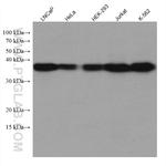 TALDO1 Antibody in Western Blot (WB)