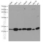 ID1 Antibody in Western Blot (WB)