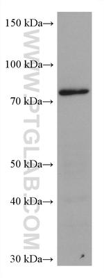 TARS Antibody in Western Blot (WB)