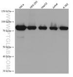 TARS Antibody in Western Blot (WB)