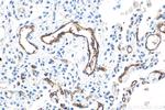 THBD Antibody in Immunohistochemistry (Paraffin) (IHC (P))