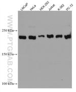 INADL Antibody in Western Blot (WB)