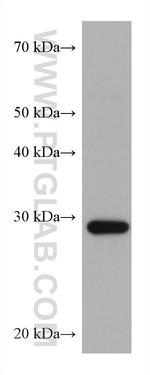 CAPNS1 Antibody in Western Blot (WB)