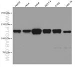 LIG1 Antibody in Western Blot (WB)