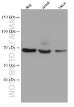 SH3BP5 Antibody in Western Blot (WB)