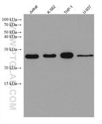 PSMB1 Antibody in Western Blot (WB)