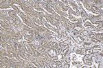 RUVBL2 Antibody in Immunohistochemistry (Paraffin) (IHC (P))