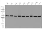 RUVBL2 Antibody in Western Blot (WB)