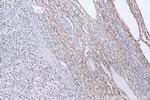 EFTUD2 Antibody in Immunohistochemistry (Paraffin) (IHC (P))