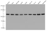 EFTUD2 Antibody in Western Blot (WB)