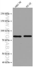 ASH2L Antibody in Western Blot (WB)