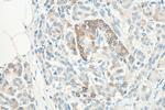 CBS Antibody in Immunohistochemistry (Paraffin) (IHC (P))