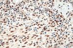 FKBP5 Antibody in Immunohistochemistry (Paraffin) (IHC (P))