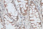 TMED10 Antibody in Immunohistochemistry (Paraffin) (IHC (P))