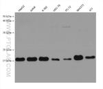 Cyclophilin A Antibody in Western Blot (WB)