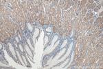 LPCAT3 Antibody in Immunohistochemistry (Paraffin) (IHC (P))