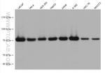 GARS Antibody in Western Blot (WB)