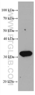 Stomatin Antibody in Western Blot (WB)