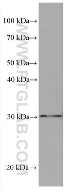 Stomatin Antibody in Western Blot (WB)