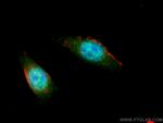 Importin Alpha 5 Antibody in Immunocytochemistry (ICC/IF)