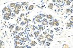 CIB1 Antibody in Immunohistochemistry (Paraffin) (IHC (P))