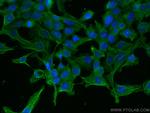 AlaRS Antibody in Immunocytochemistry (ICC/IF)