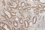 PSMA1 Antibody in Immunohistochemistry (Paraffin) (IHC (P))