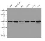 YTHDC1 Antibody in Western Blot (WB)