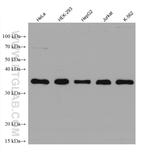 MPG Antibody in Western Blot (WB)