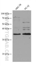 MPG Antibody in Western Blot (WB)