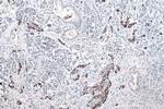 DLK1 Antibody in Immunohistochemistry (Paraffin) (IHC (P))