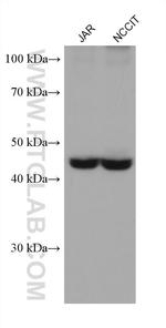 DLK1 Antibody in Western Blot (WB)