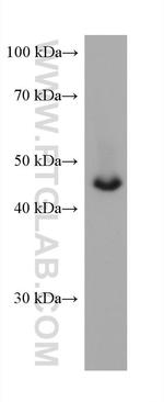 DLK1 Antibody in Western Blot (WB)