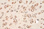 FARSB Antibody in Immunohistochemistry (Paraffin) (IHC (P))