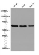 FARSB Antibody in Western Blot (WB)