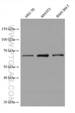 FARSB Antibody in Western Blot (WB)