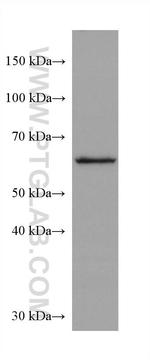 FARSB Antibody in Western Blot (WB)