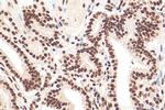 CREB1 Antibody in Immunohistochemistry (Paraffin) (IHC (P))