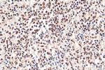 CREB1 Antibody in Immunohistochemistry (Paraffin) (IHC (P))