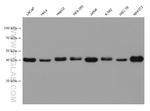 CREB1 Antibody in Western Blot (WB)