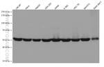 DARS Antibody in Western Blot (WB)