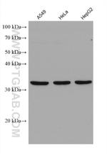 SCAMP3 Antibody in Western Blot (WB)