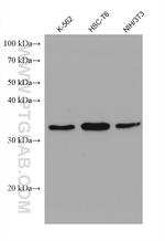 SCAMP3 Antibody in Western Blot (WB)