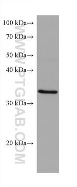 SCAMP3 Antibody in Western Blot (WB)